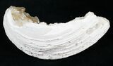 Partial Golden Calcite Crystal Clam Fossil #6552-2